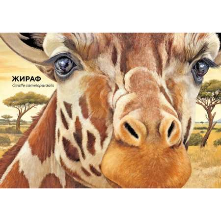 Книга МАХАОН Животные Африки в натуральную величину Хааг Х. Серия: Иллюстрированная энциклопедия