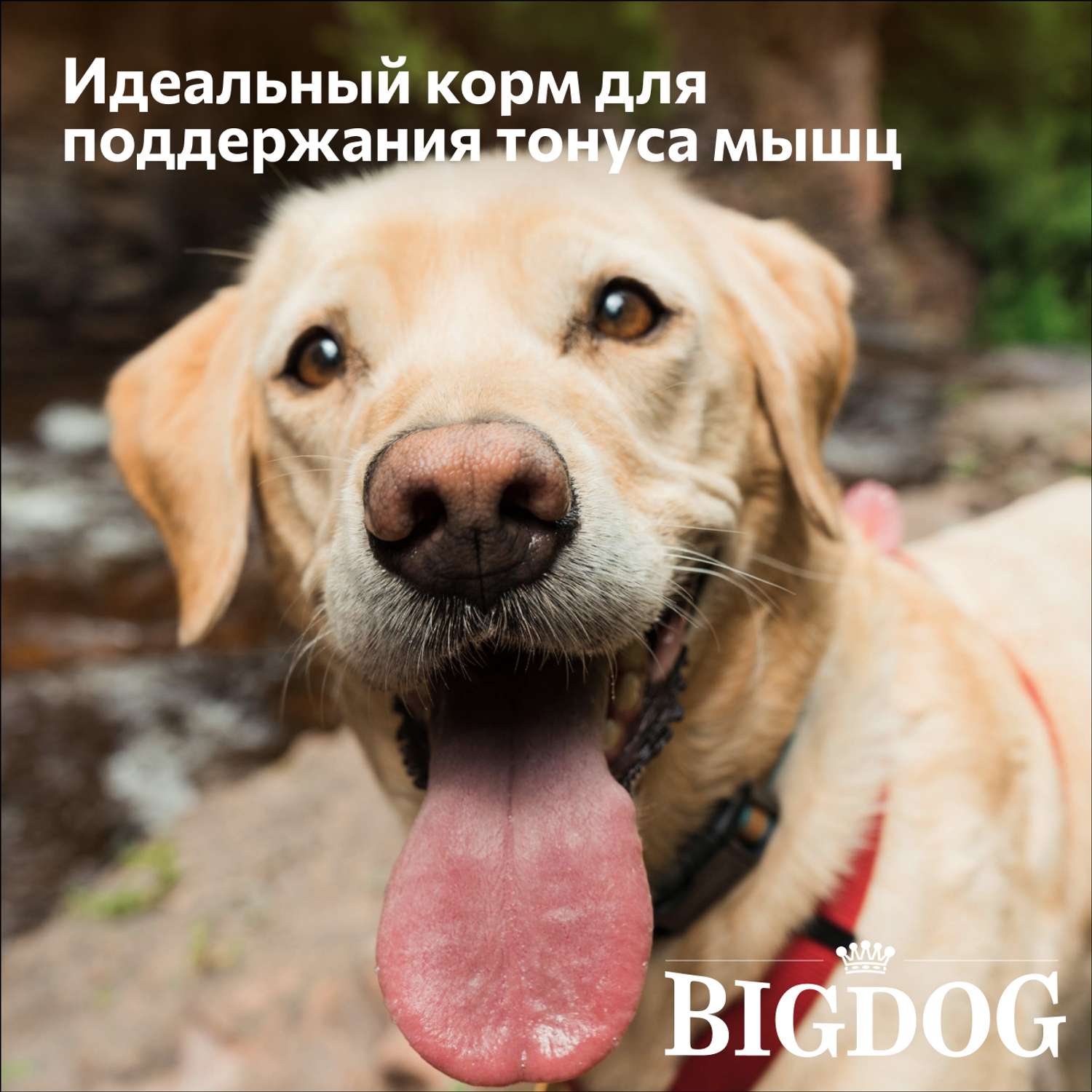 Корм сухой Зоогурман полнорационный для взрослых собак средних и крупных пород Big dog Птица MIX 10 кг - фото 2