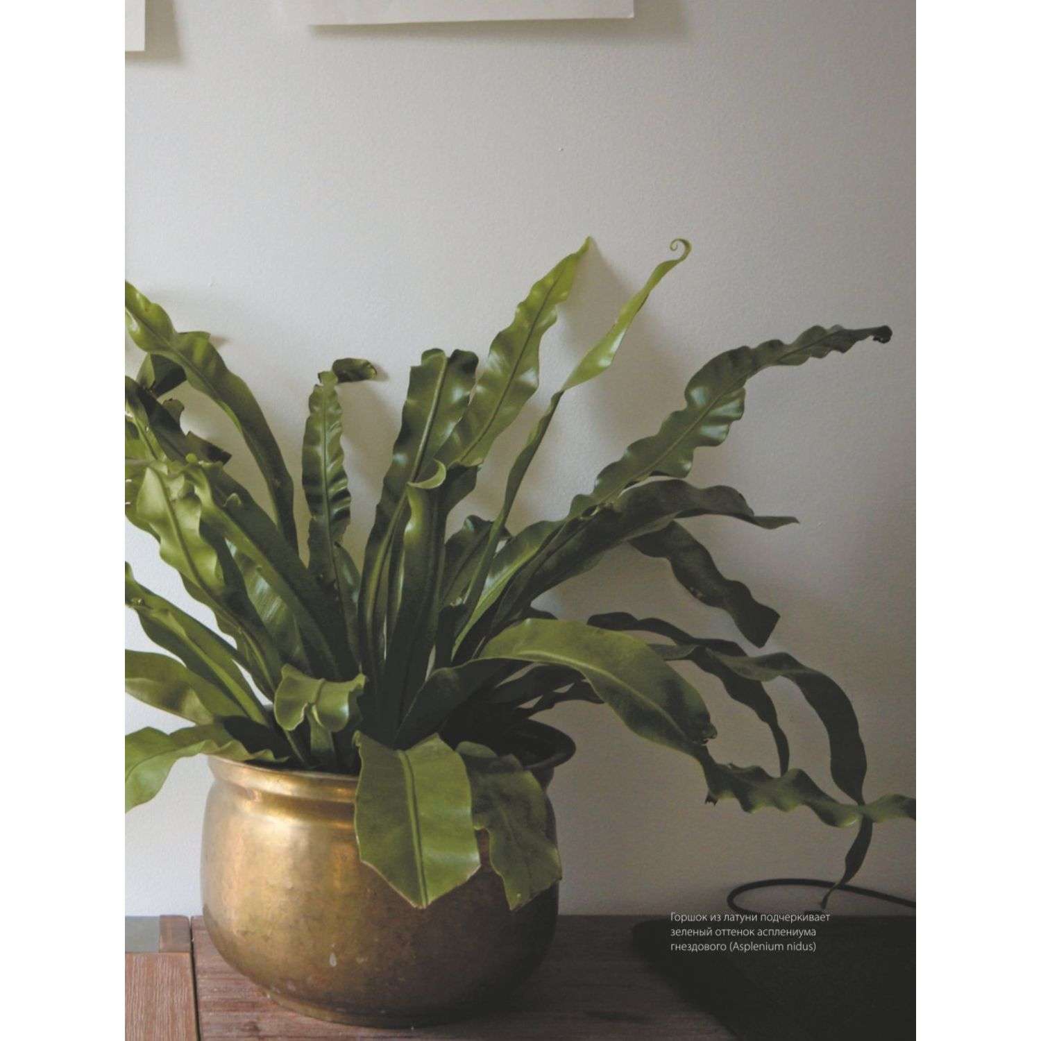 Книга БОМБОРА Зеленый дом Самое понятное руководство по уходу за комнатными растениями - фото 4
