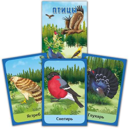 Набор карточек развивающих РУЗ Ко Птицы и Насекомые