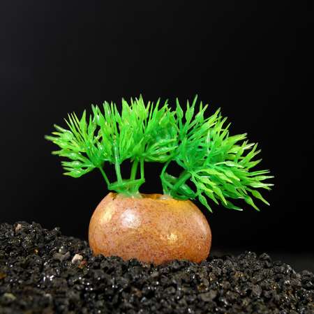 Растение для аквариума Пижон Аква на камне