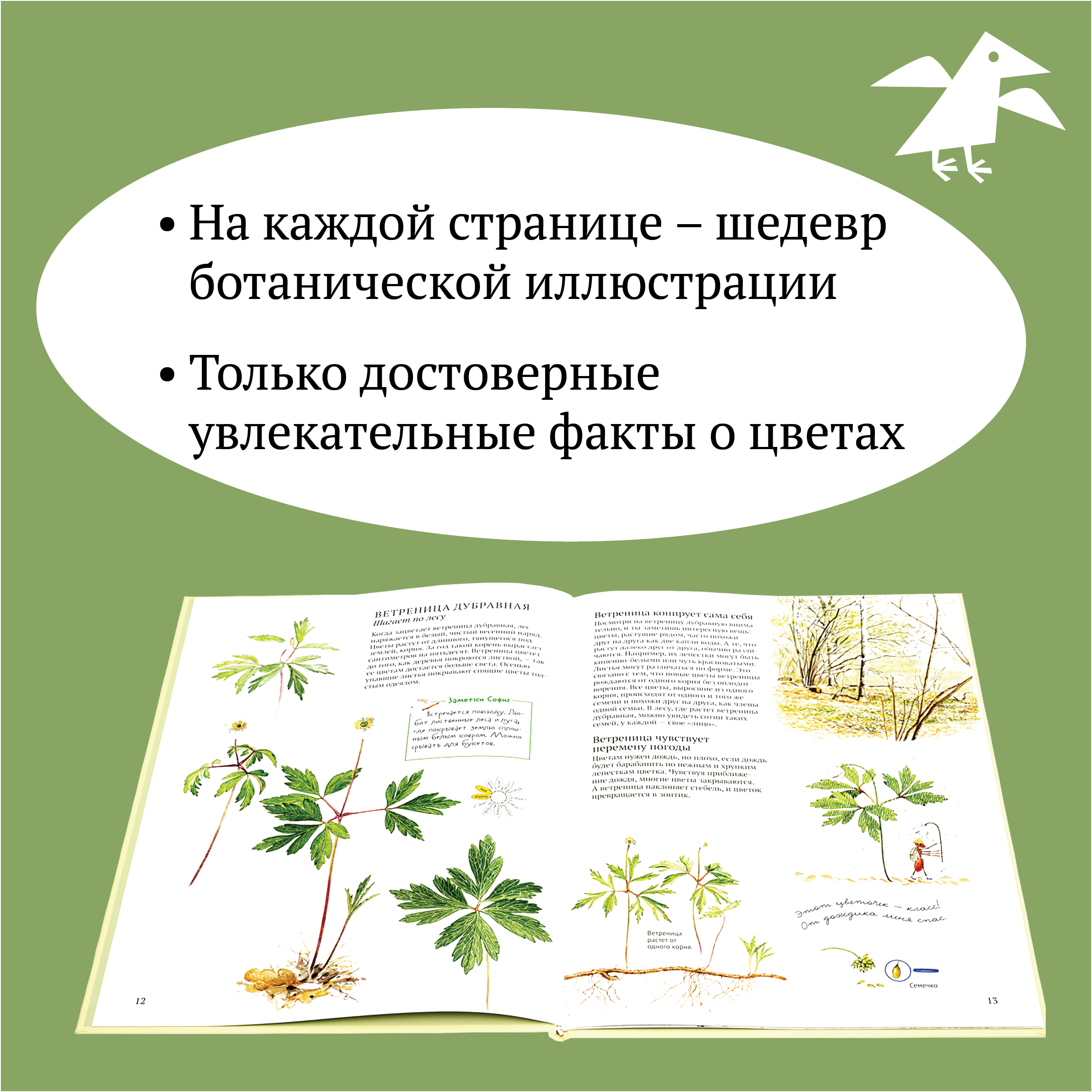 Книга ALBUS CORVUS Софи в мире цветов - фото 3