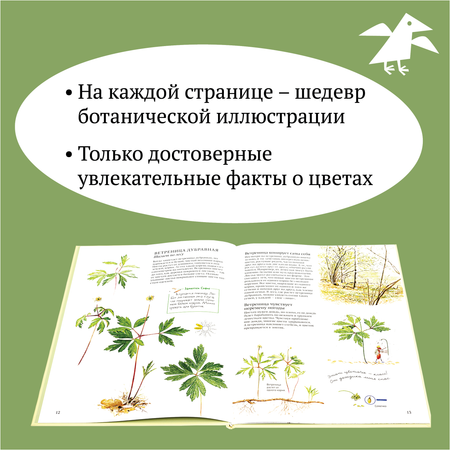 Книга ALBUS CORVUS Софи в мире цветов