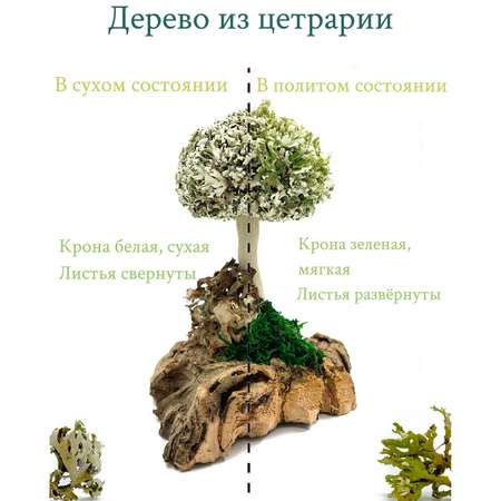 Дерево из цетрарии Cetraria 14 см