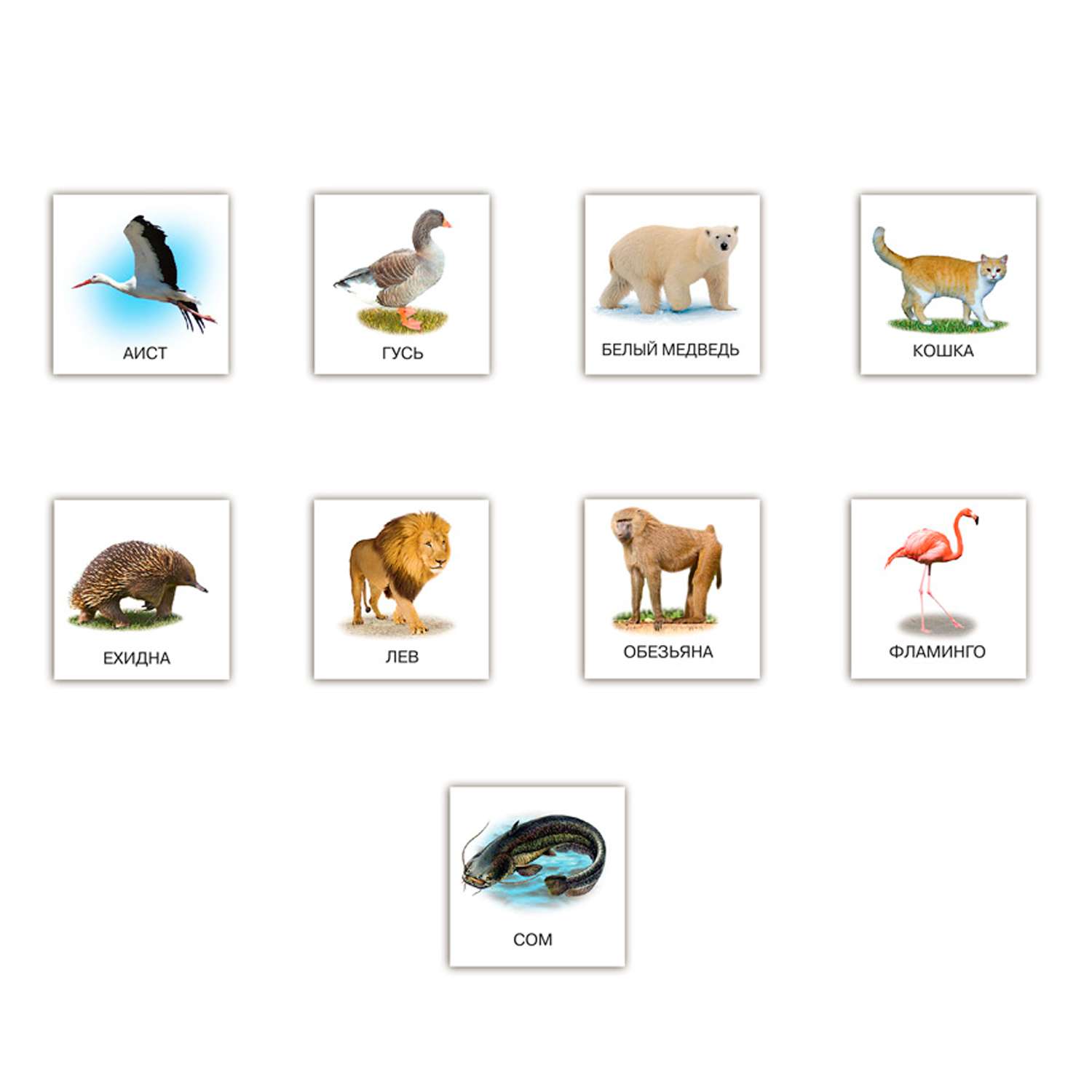 Игра развивающая Дрофа-Медиа Карточки с животными на магнитах 2906 - фото 2