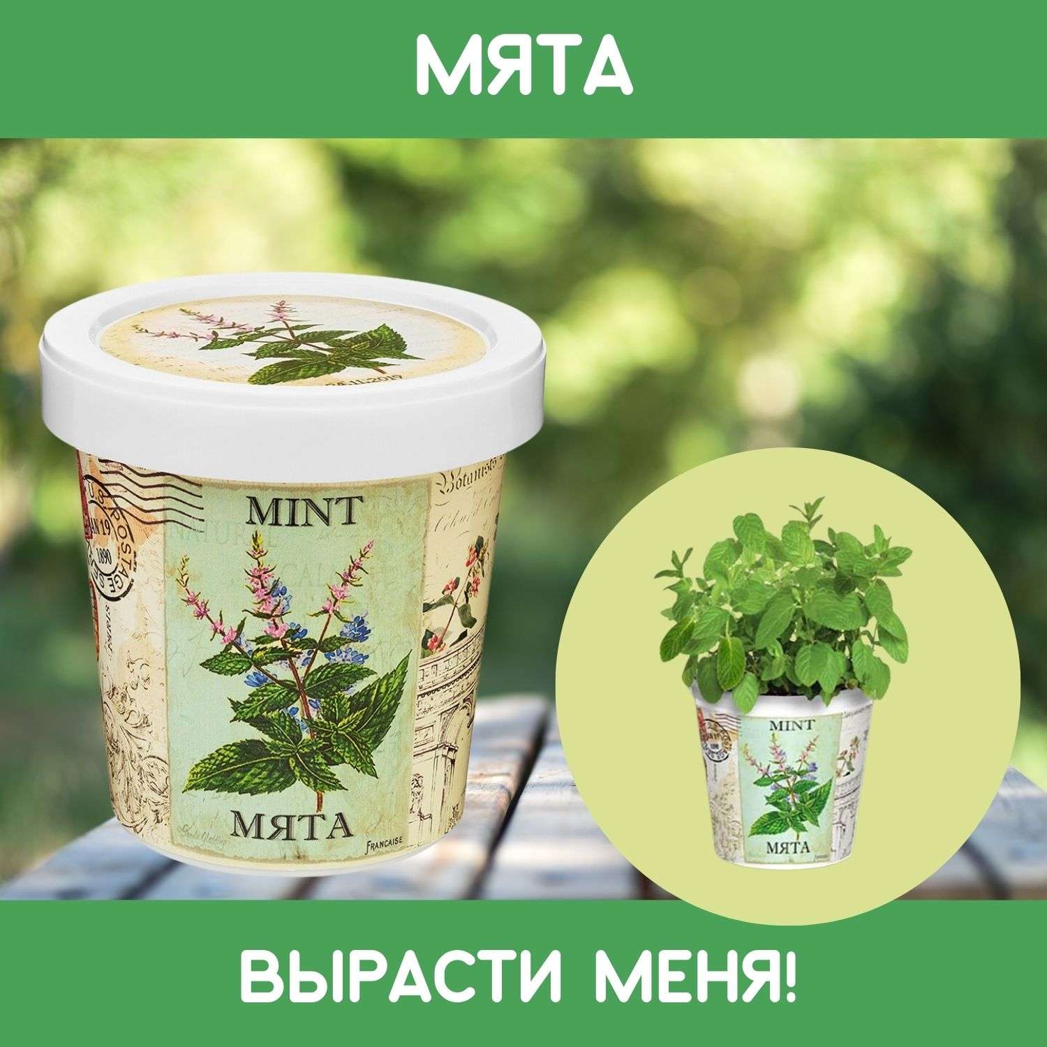 Набор для выращивания растений Rostok Visa Вырасти саам Мяту в подарочном горшке - фото 1