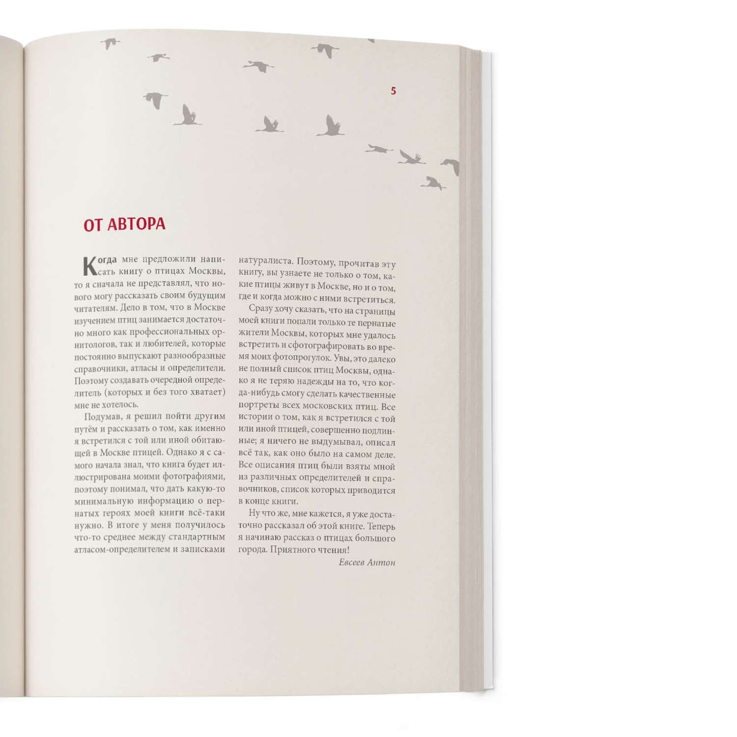 Книга Проспект Птицы большого города Пособие для бёрдвотчеров - фото 3
