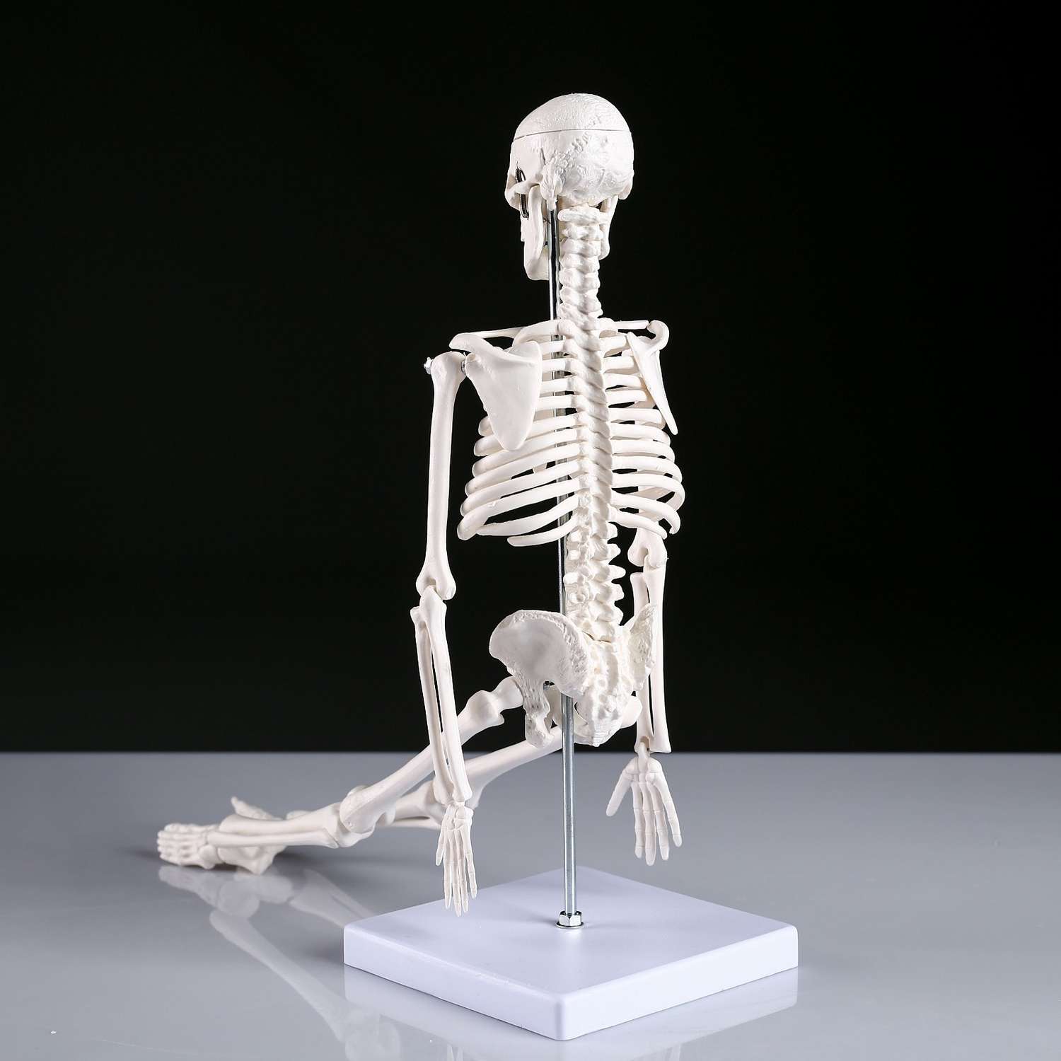 Макет Sima-Land «Скелет человека» 45см - фото 3