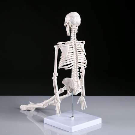 Макет Sima-Land «Скелет человека» 45см