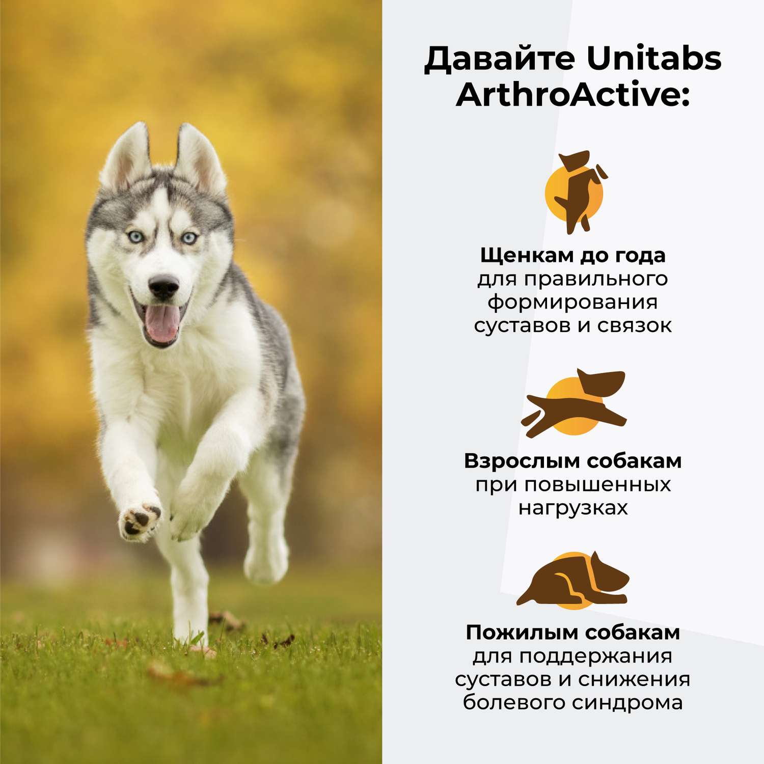 Витамины для собак Unitabs ArthroАctive с Q10 100таблеток - фото 4
