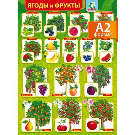 Плакат обучающий на стену Мир поздравлений ягоды и фрукты с картинками и названиями