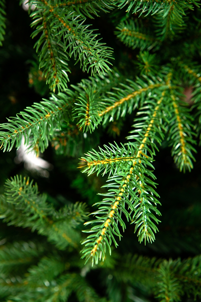 Елка Crystal Trees Мельбурн 185 См. - фото 6