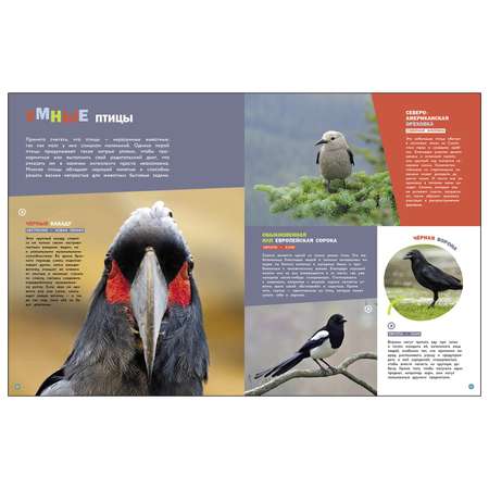 Энциклопедии c фото и видео приложениями СТРЕКОЗА Птицы