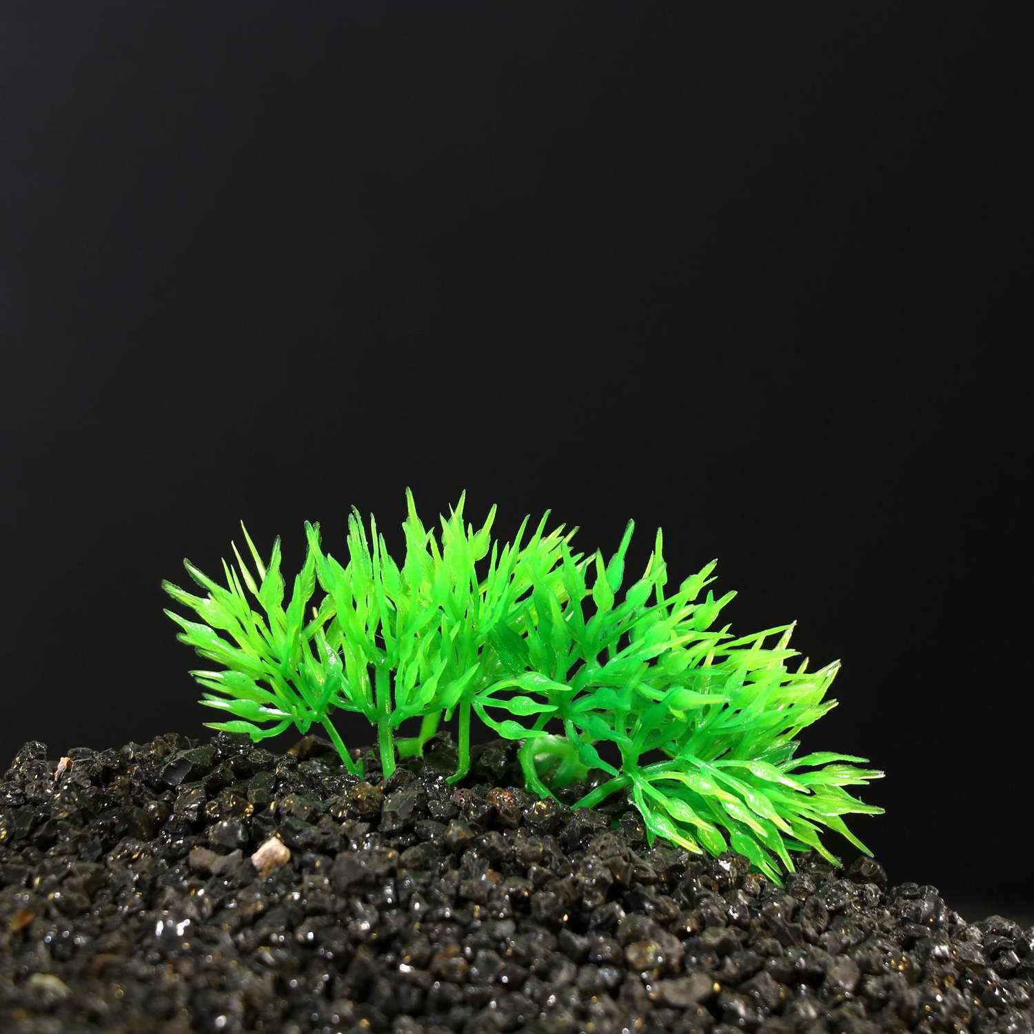 Растение для аквариума Пижон Аква на камне - фото 3