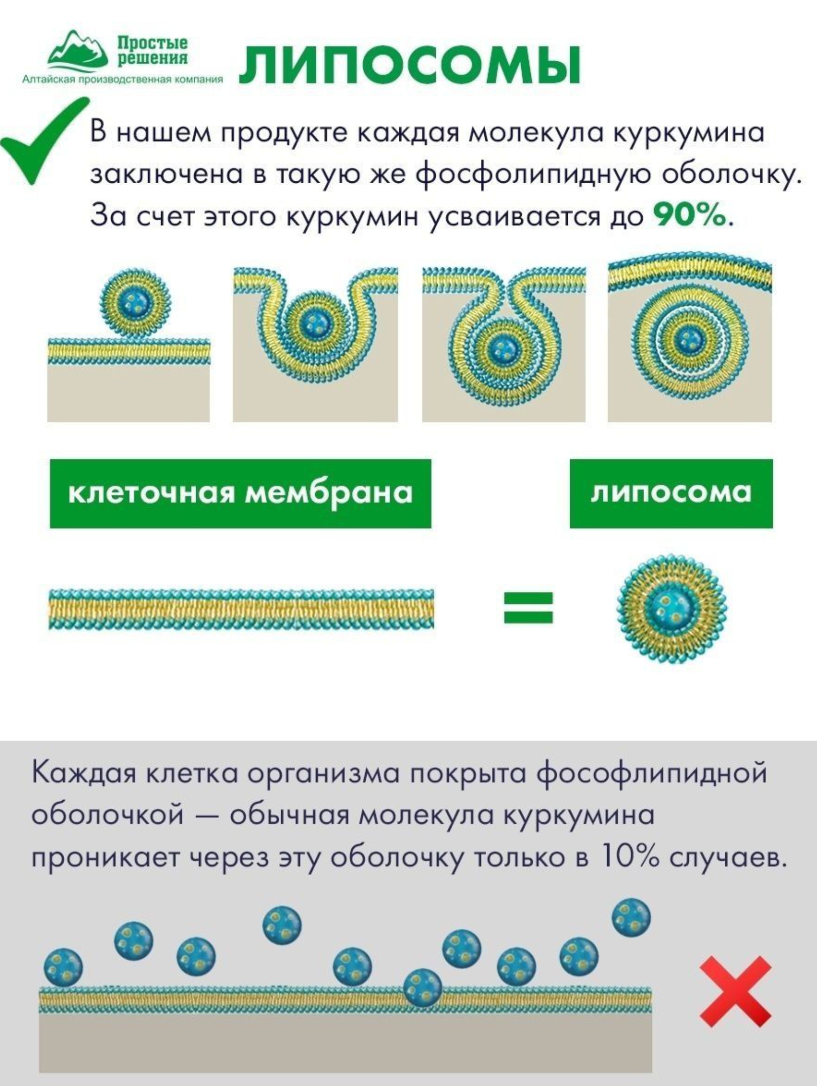 Концетраты пищевые Алтайские традиции Липосомальный куркумин Мультивитамин эксперт веган 60 капсул - фото 5