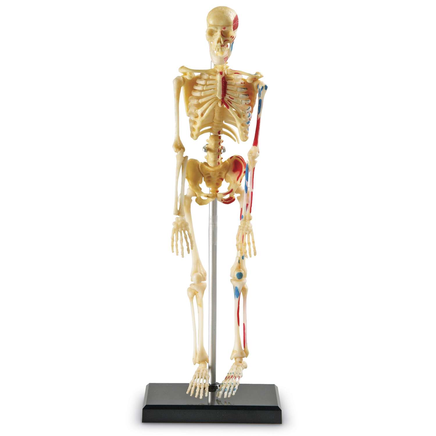 Развивающий набор Learning Resources Анатомия человека Скелет LER3337Q - фото 1