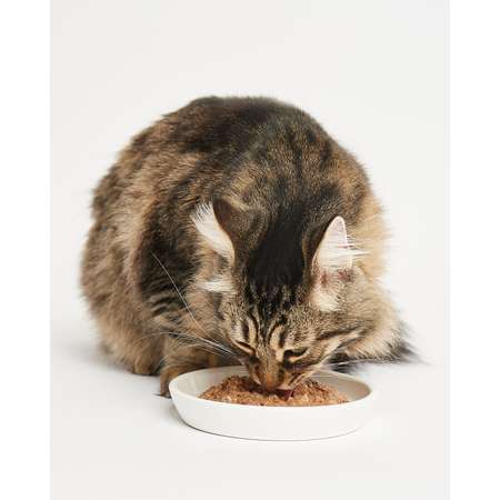 Корм для кошек Harty 100г паштет с лососем и форелью для взрослых консервированный