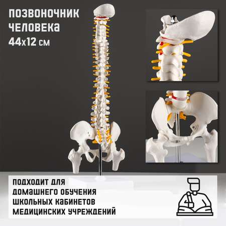 Макет Sima-Land «Позвоночник человека» 44*12см