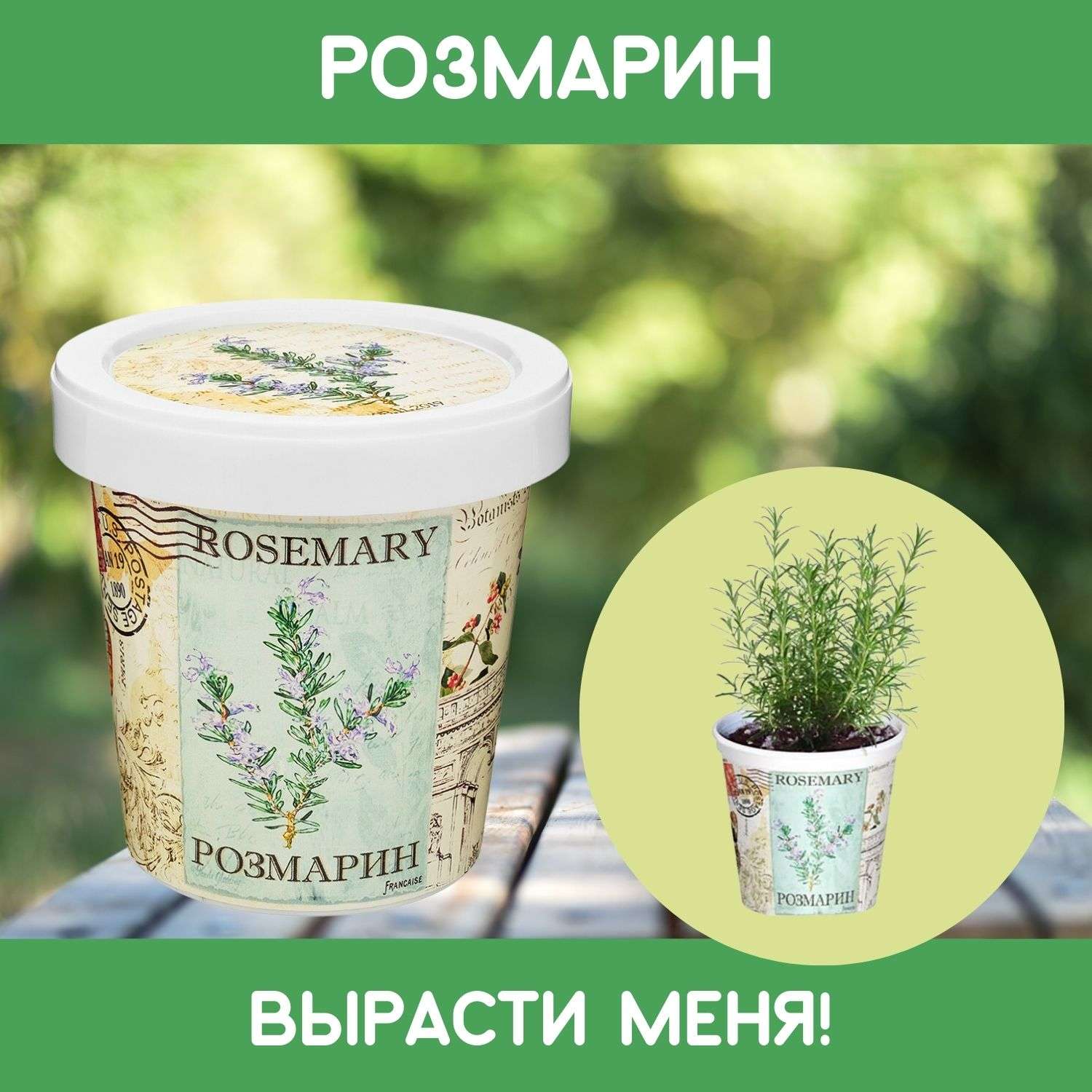 Набор для выращивания растений Rostok Visa Вырасти сам Розмарин в подарочном горшке - фото 1