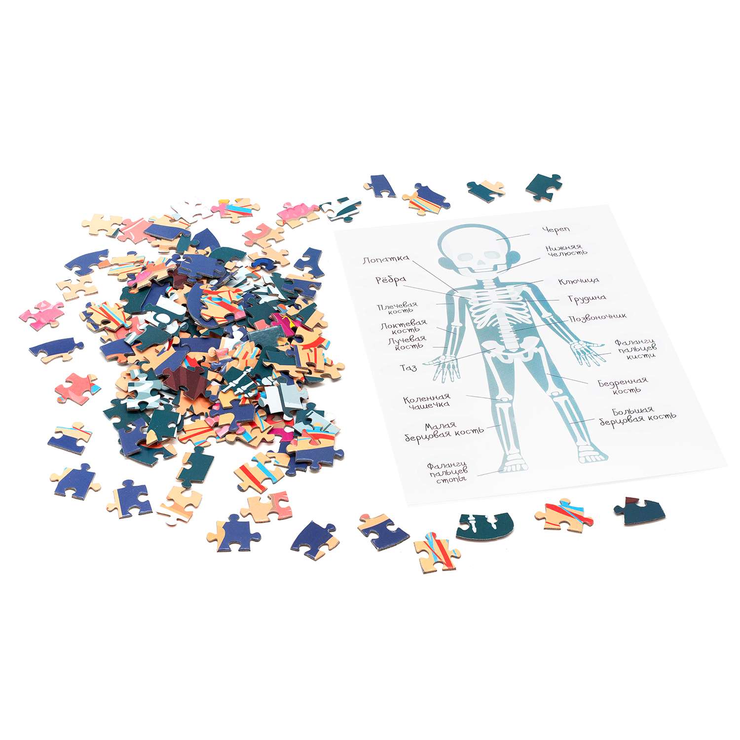 Пазл Origami Kids Games 192 элемента Тело человека 07979 - фото 4