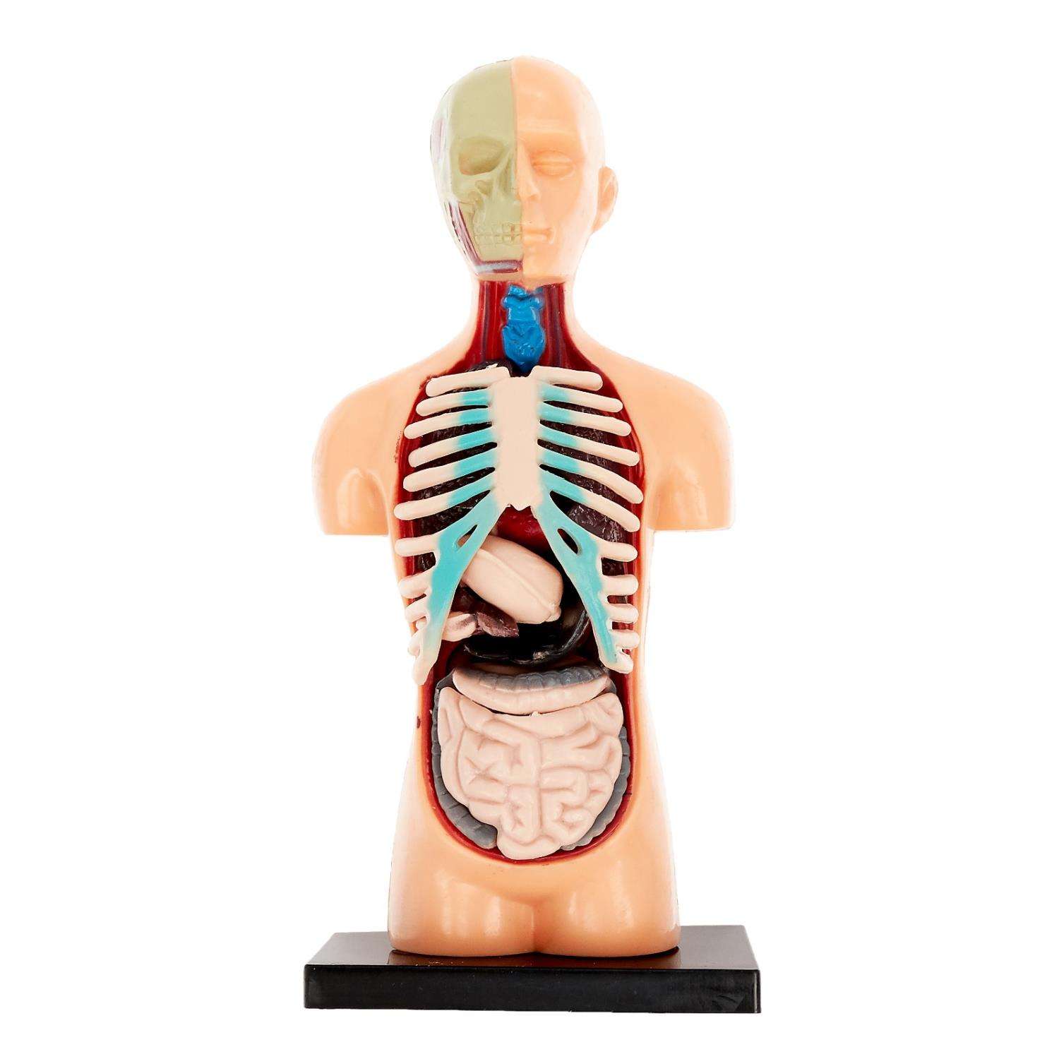 Игровой набор Эврики Анатомия человека - фото 3