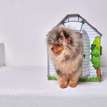 Домик MASKBRO улучшенный картонный для кошек и собак с когтеточкой
