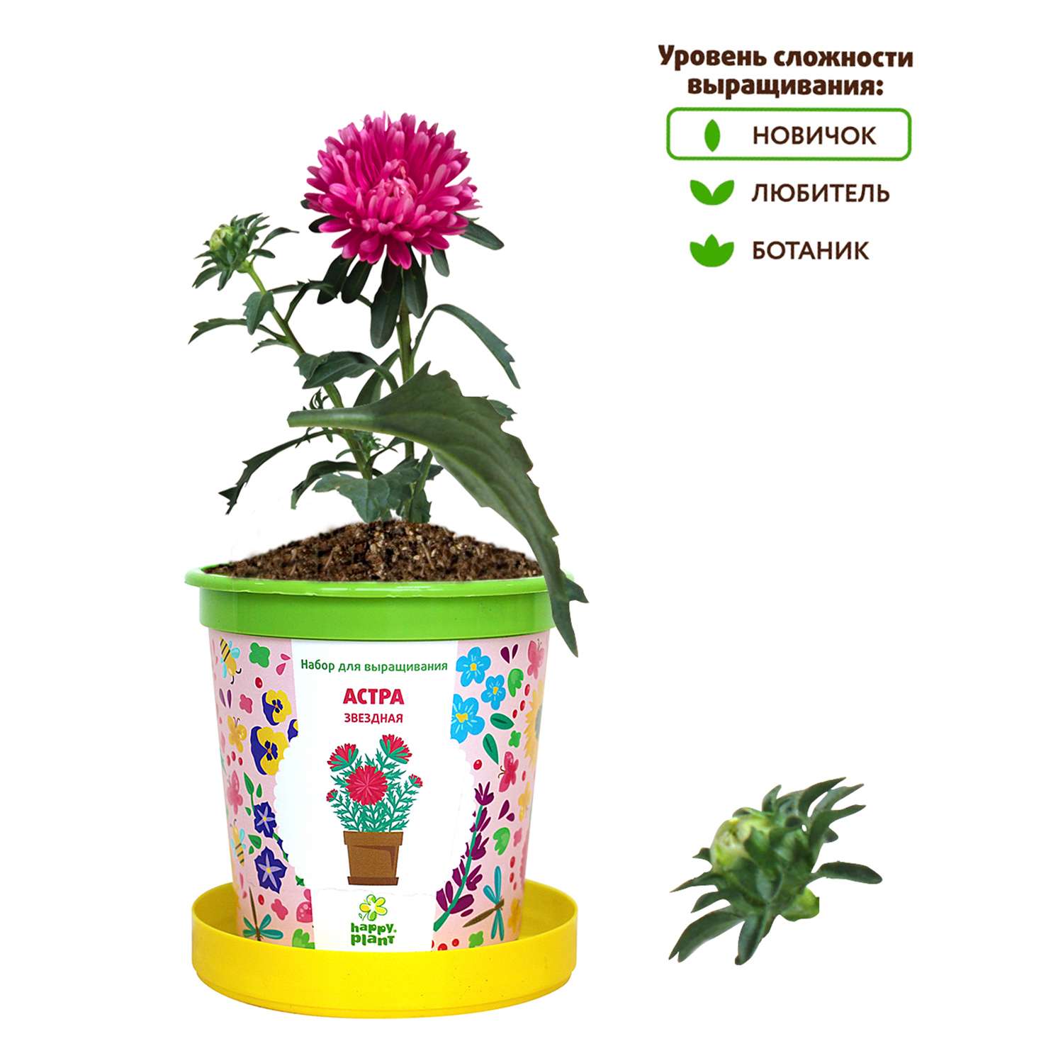 Набор для выращивания Happy Plant Вырасти сам растение в горшочке Астра звездная - фото 5