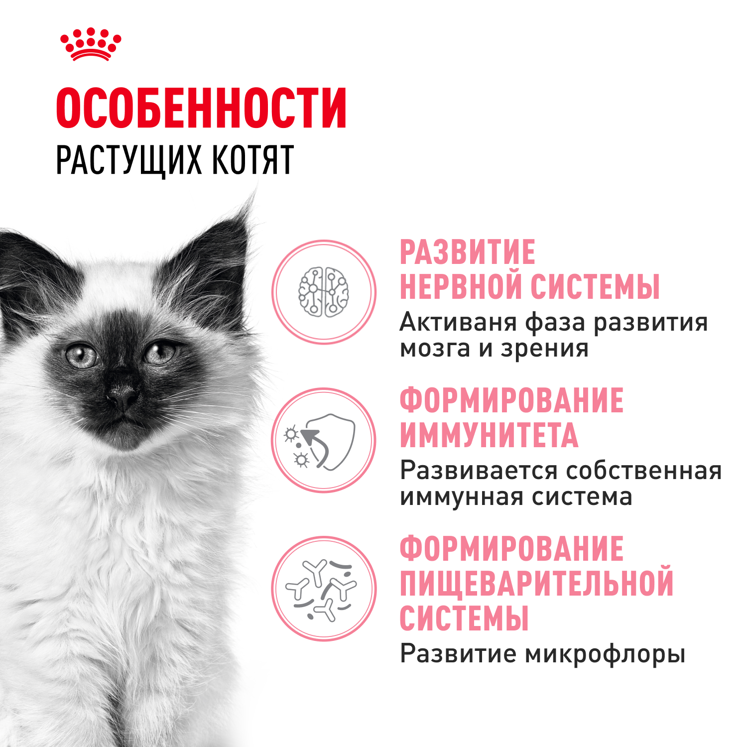 Корм сухой для котят ROYAL CANIN Kitten 2кг - фото 3