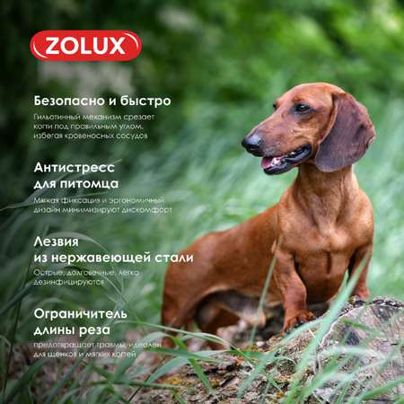Когтерез-гильотина для собак Zolux для подрезания когтей S