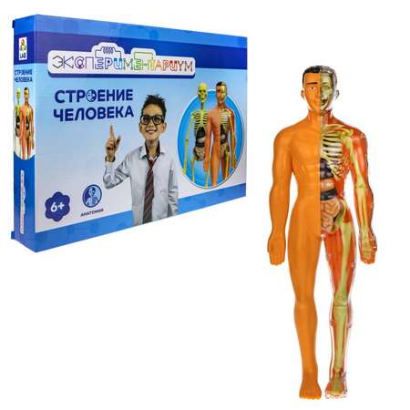 Набор для опытов Экспериментариум Модель человеческого тела