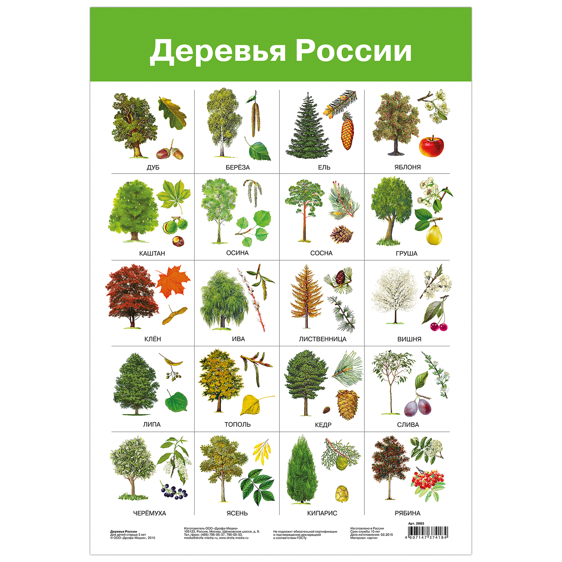 Листья деревьев Листья, Природоведение, Биология