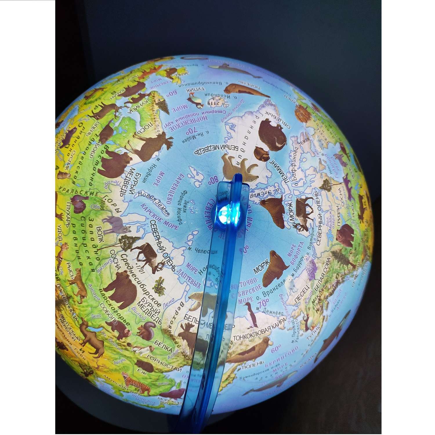 Глобус Globen Зоогеографический детский с LED-подсветкой 25 см - фото 6