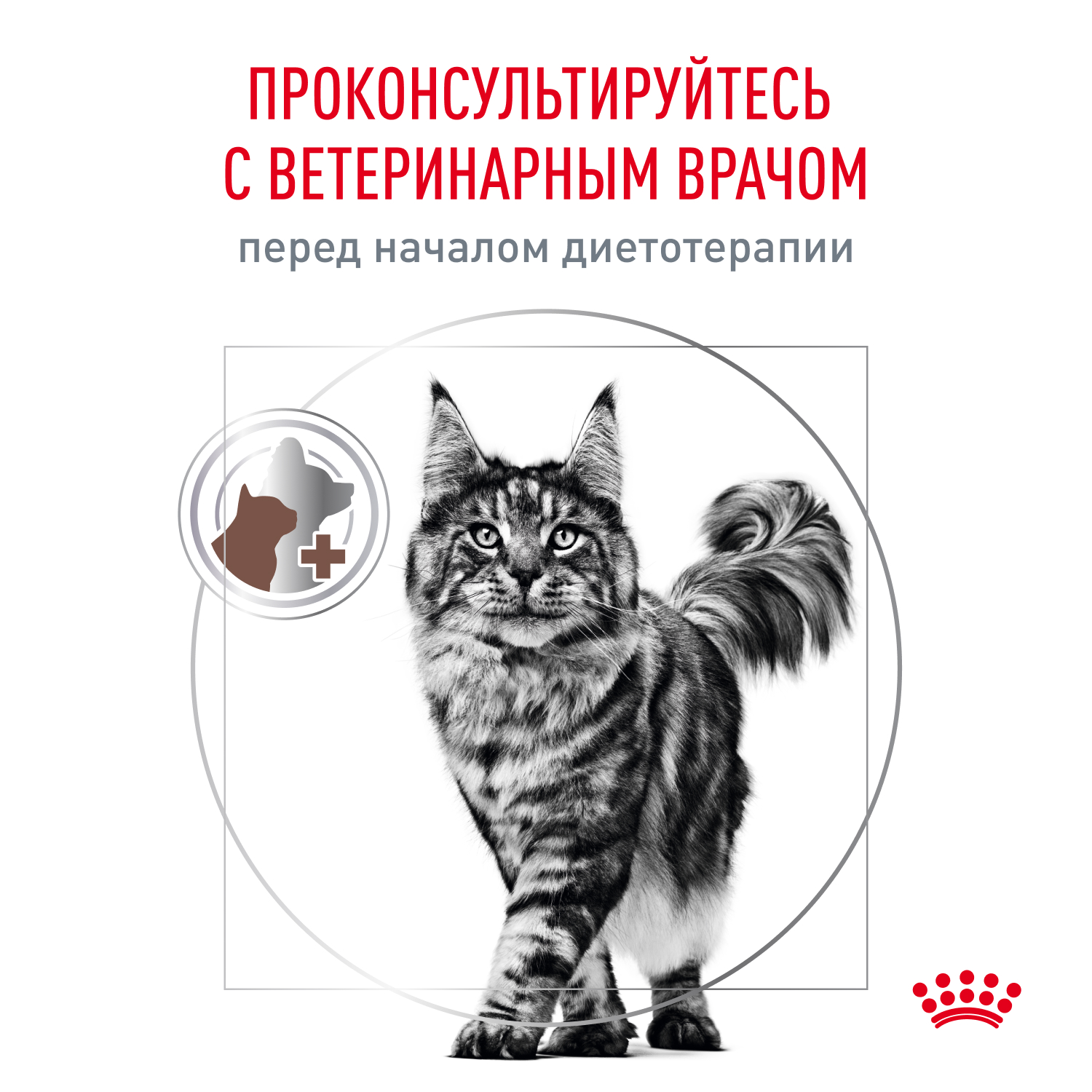Корм влажный для кошек ROYAL CANIN Gastrointestina при расстройствах пищеварения паучи 85г - фото 8