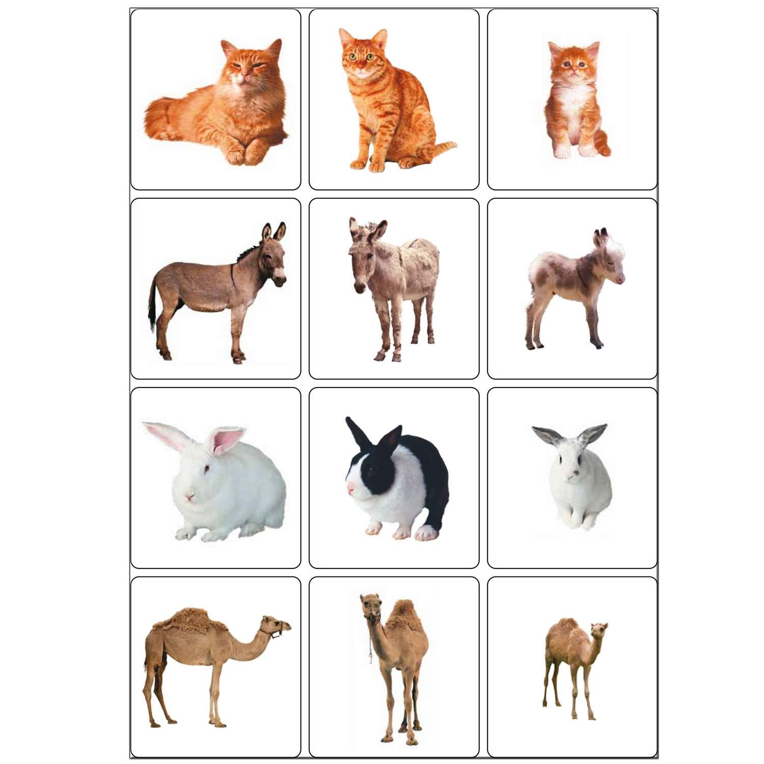 картинки для изучения животных для детей