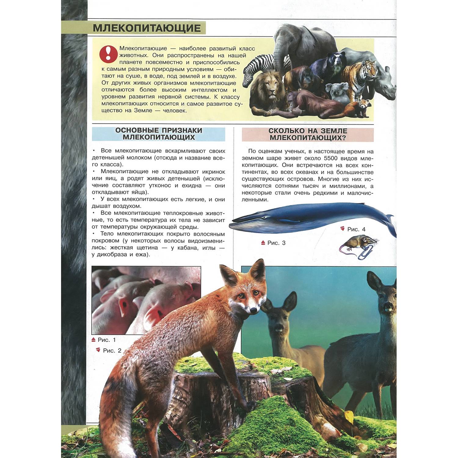 Книга Харвест Самые опасные и агрессивные животные - фото 18