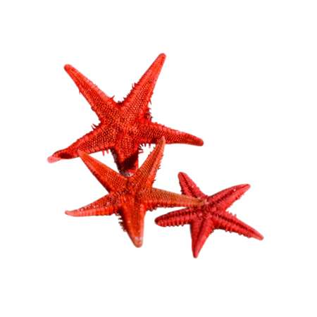 Декор для аквариума Пижон Аква морские звезды 20 шт