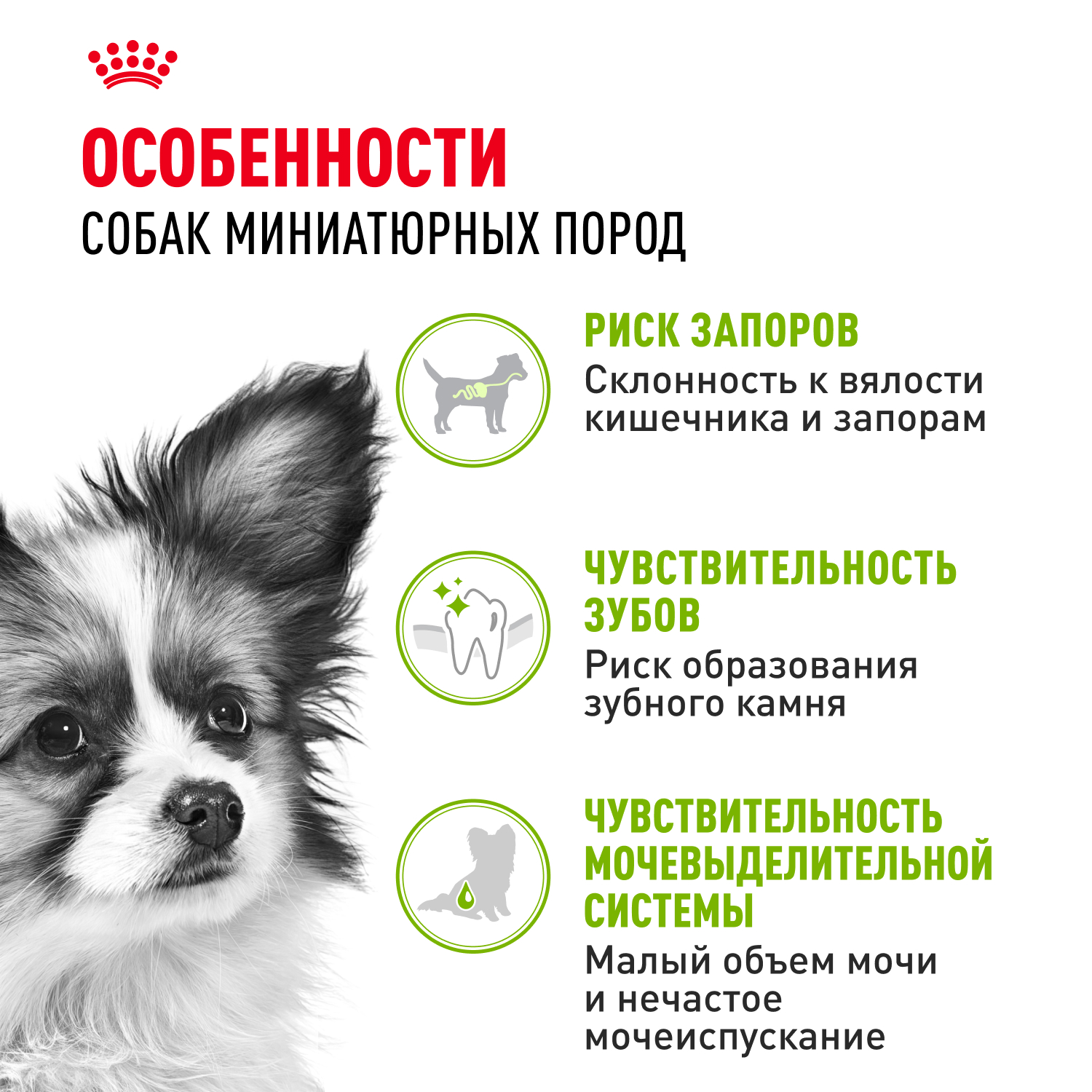 Корм для собак ROYAL CANIN миниатюрных пород 500г - фото 2