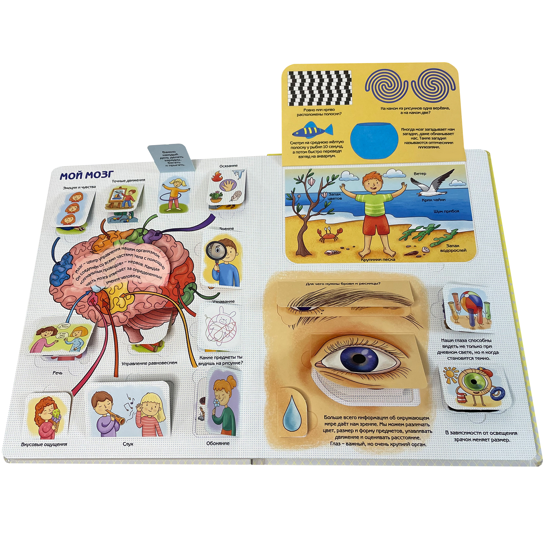 Детские книги с окошками BimBiMon Набор энциклопедий про тело человека и Как я расту - фото 12