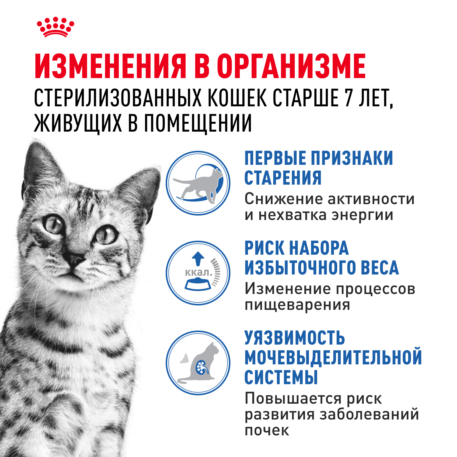 Корм для кошек ROYAL CANIN Indoor 85г для пожилых стерилизованных кошек 7+ желе пауч - фото 2