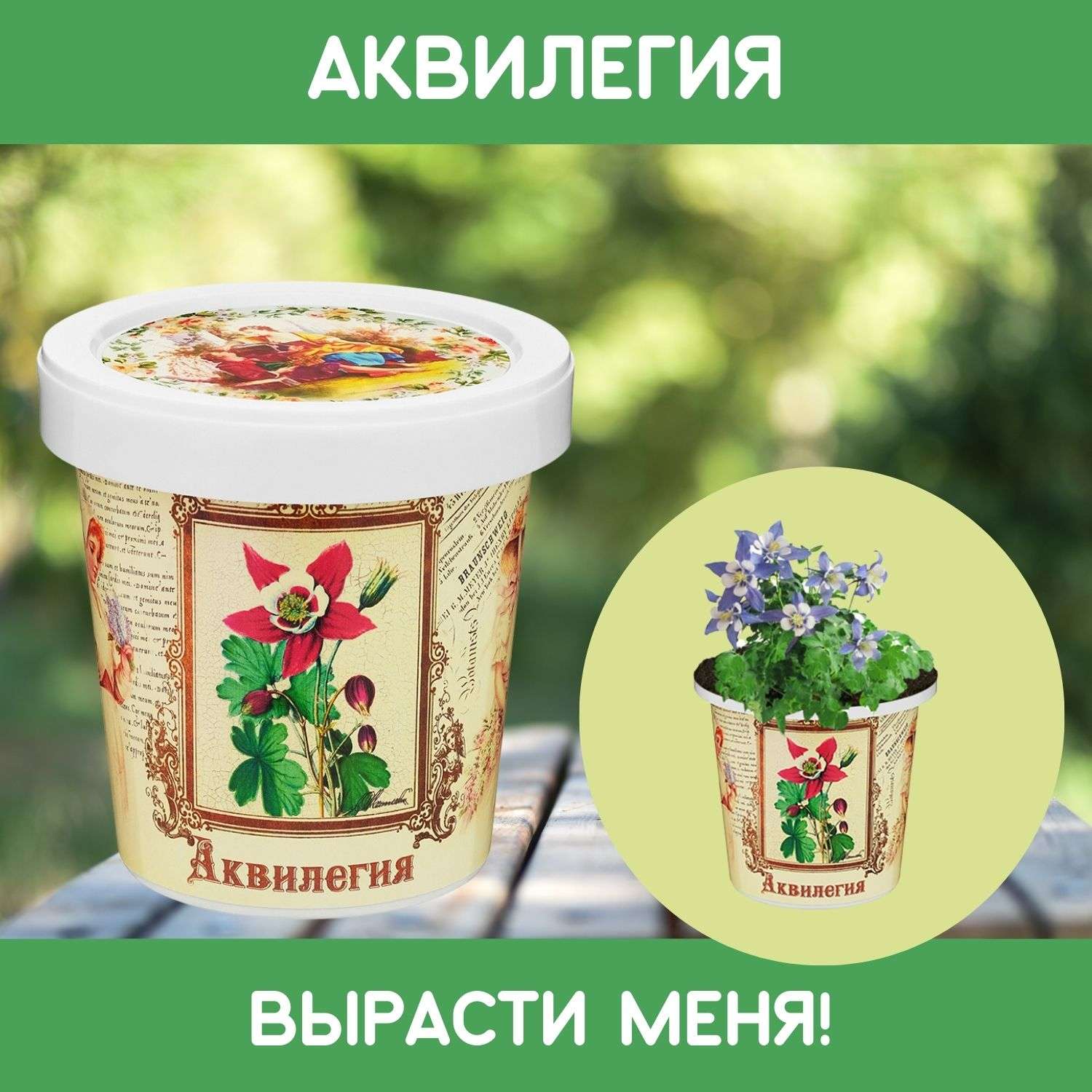 Набор для выращивания растений Rostok Visa Вырасти сам цветок Аквилегия в подарочном горшке - фото 1