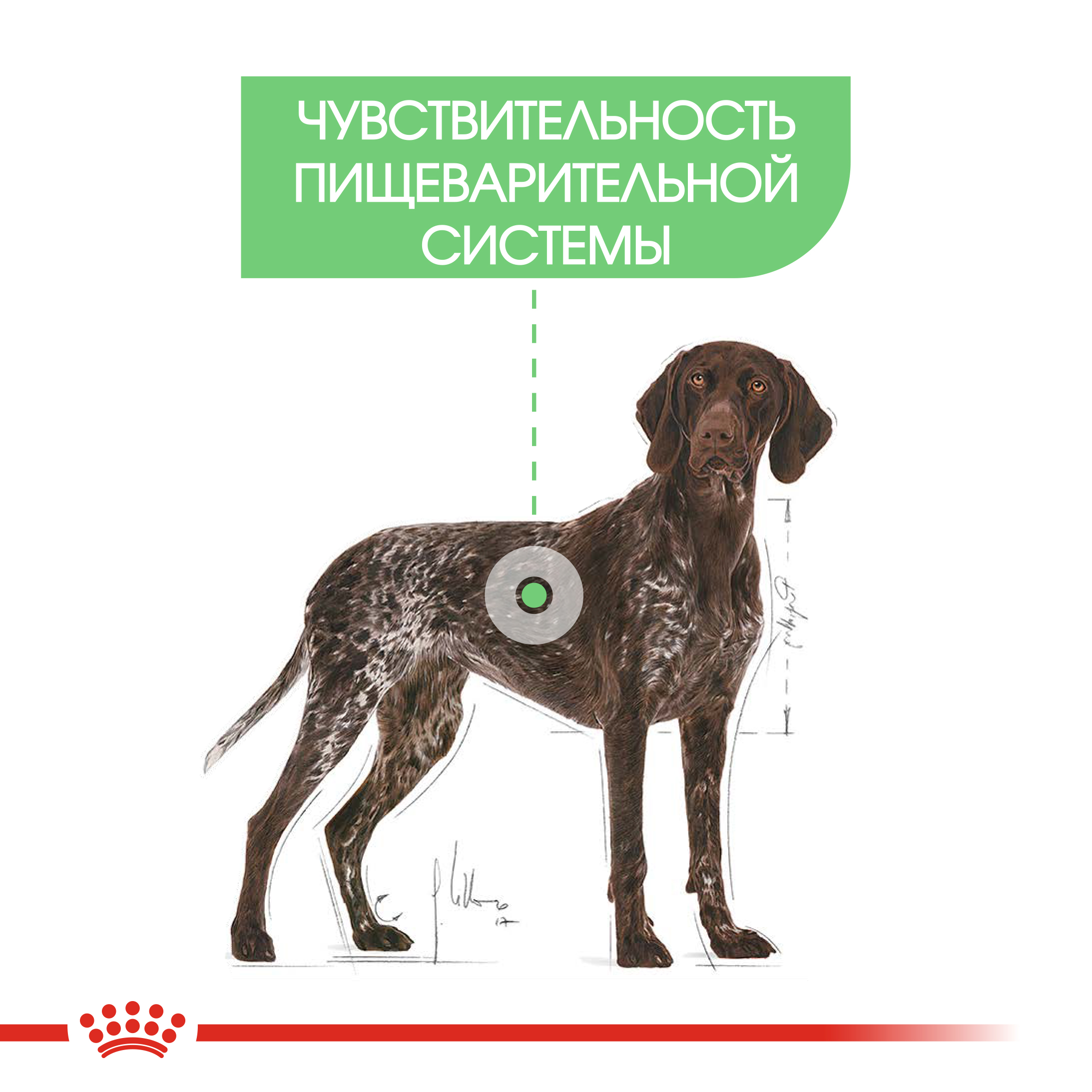 Сухой корм для собак ROYAL CANIN Digestive care 10 кг (лечебный) - фото 4