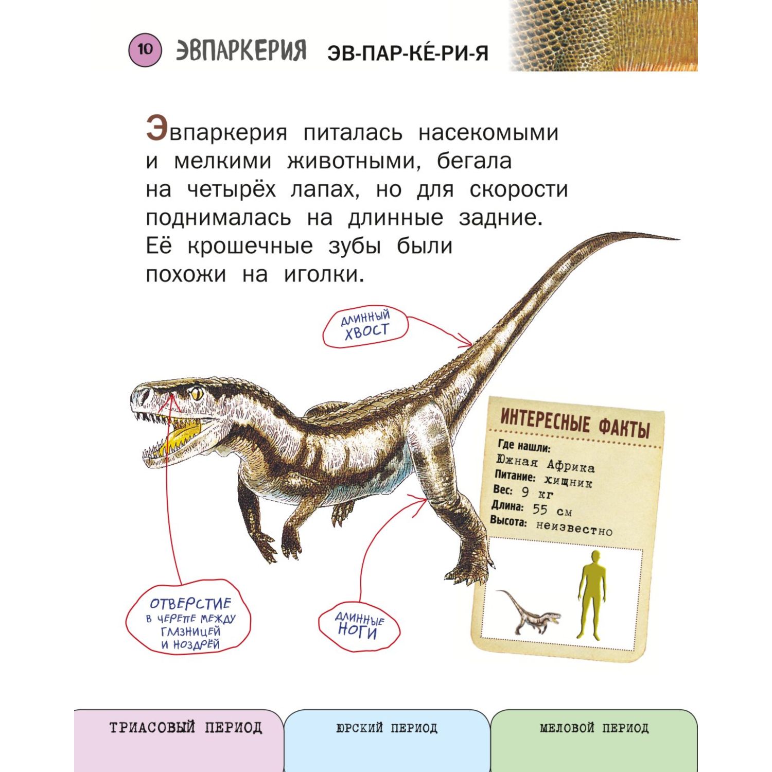 Книга Эксмо Все хищные динозавры с крупными буквами - фото 7