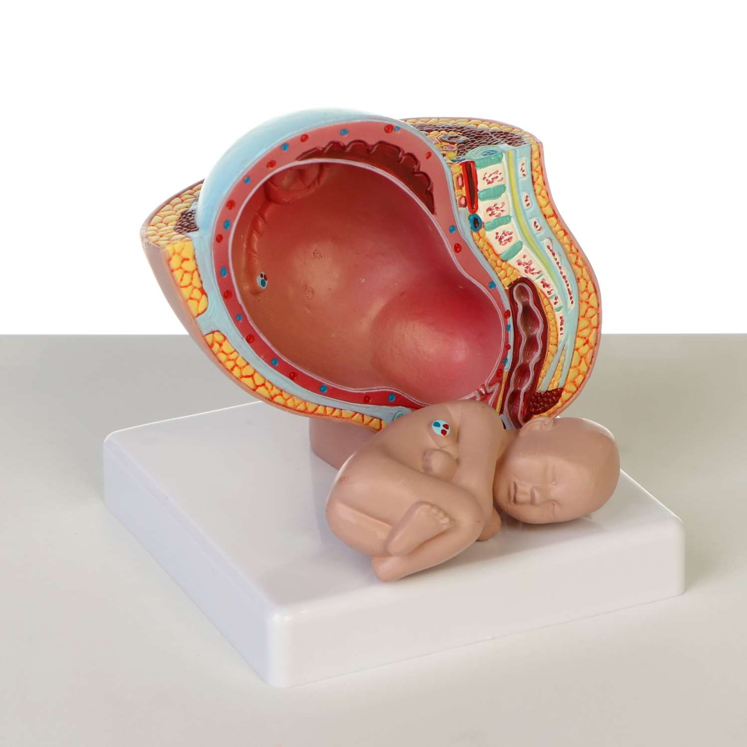 Макет Sima-Land «Тело беременной женщины в разрезе» 12*11*11см - фото 4
