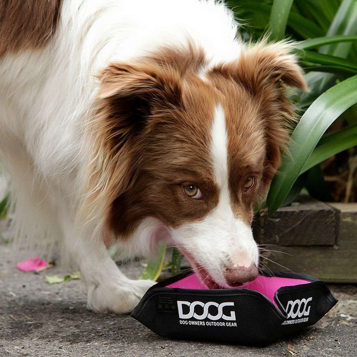 Миска для собак DOOG Миска - фото 2