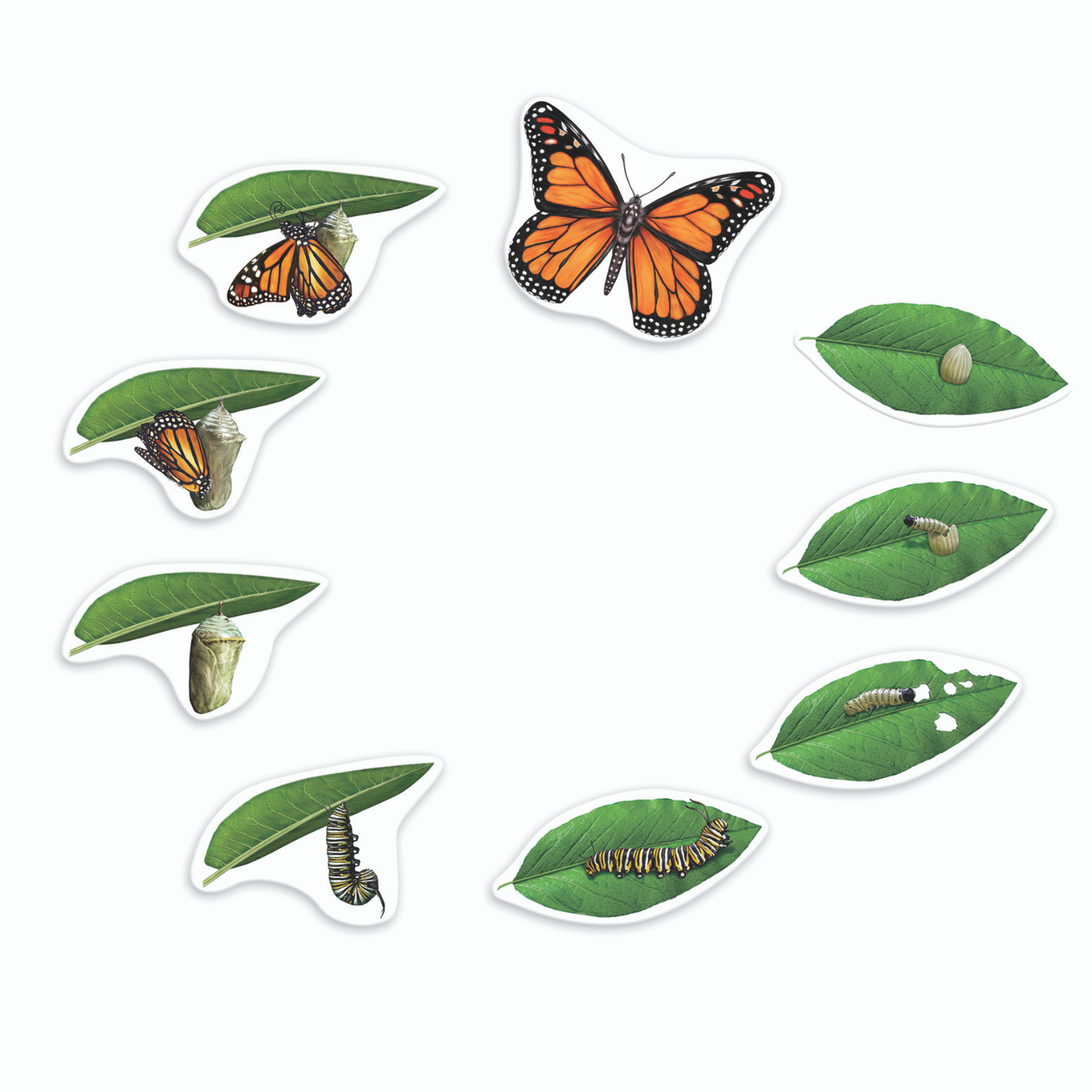 Развивающий набор Learning Resources «‎Жизненный цикл бабочки». Магнитный - фото 1
