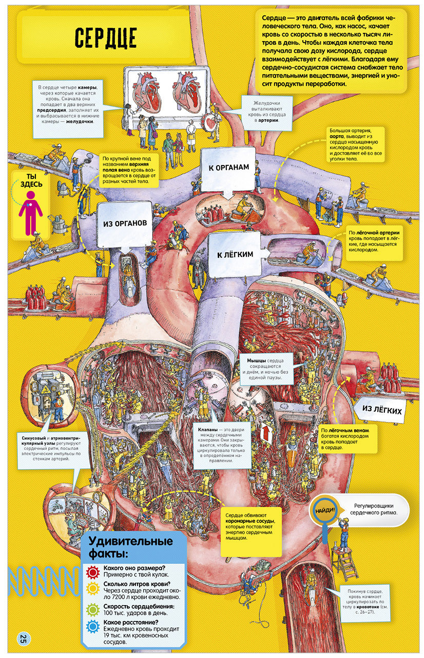 Книга Clever Издательство Невероятное тело человека. Как устроен организм внутри. Энциклопедия - фото 7