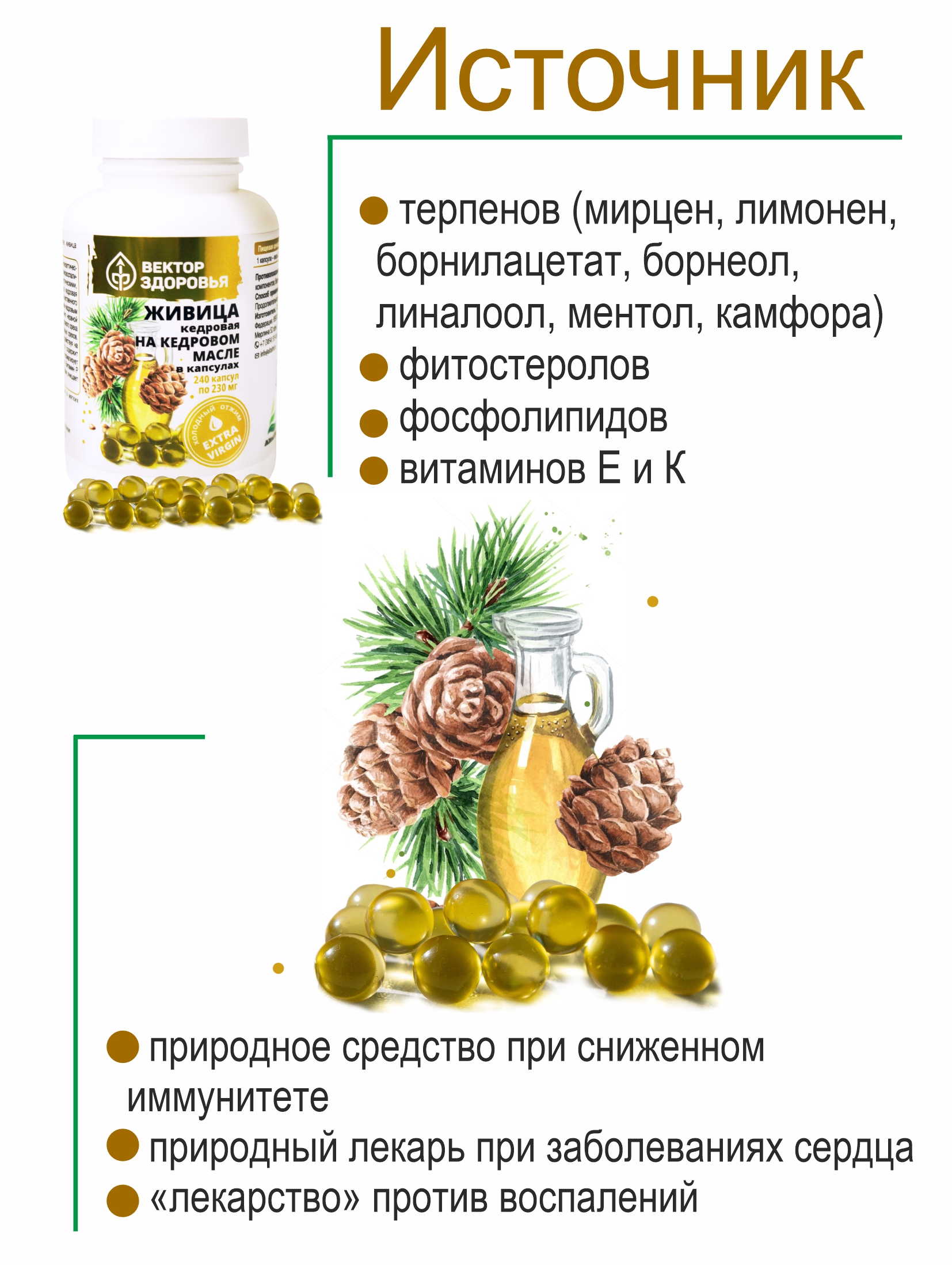 Живица кедровая польза для организма. Живица Кедровая в капсулах. Кедровое масло в капсулах. Живица Кедровая на облепиховом масле. Масло кедровое Живица Фаберлик.