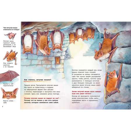 Книга Издательство Энас-книга Куда летит летучая мышь? Познавательные истории