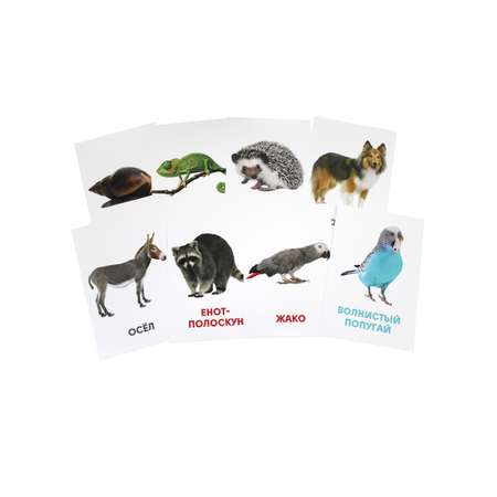 Карточки развивающие Проф-Пресс Домашние животные