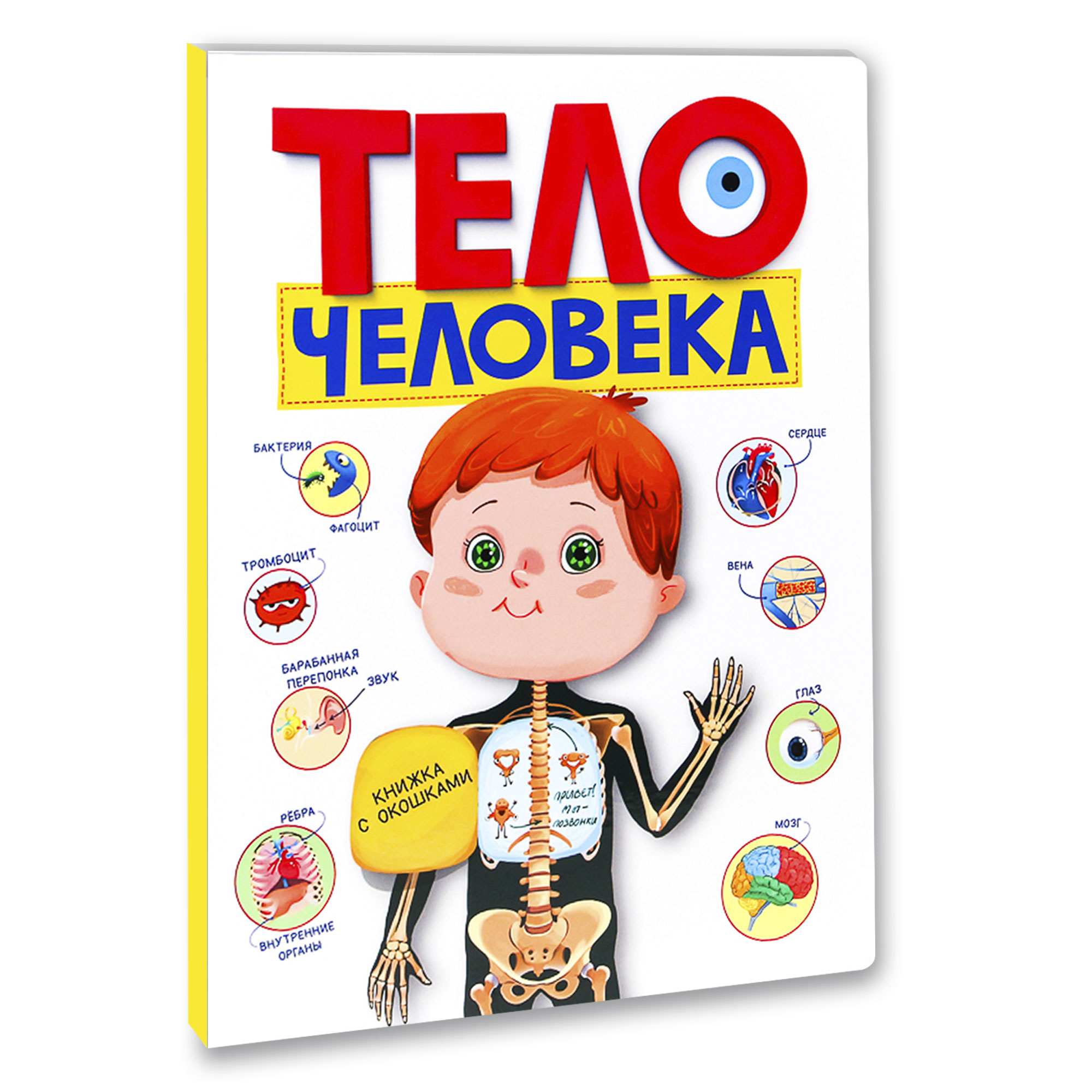 Книжка с окошками Проф-Пресс Тело человека - фото 1